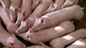 Grise landbruget enzymer